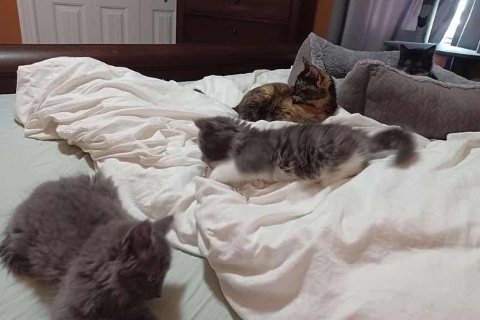 kittens with another cat on the bed
