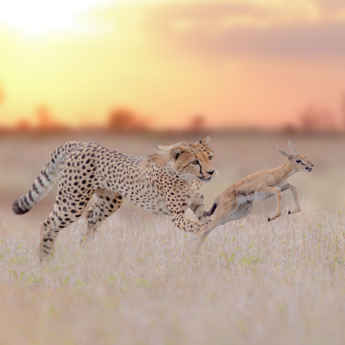 leopard running after prey