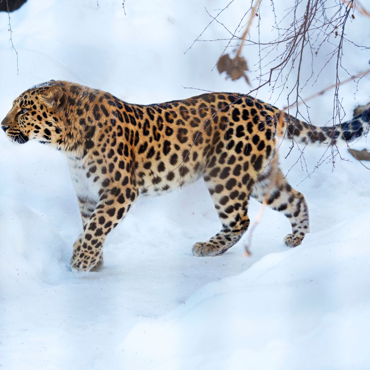 leopard walking in snow