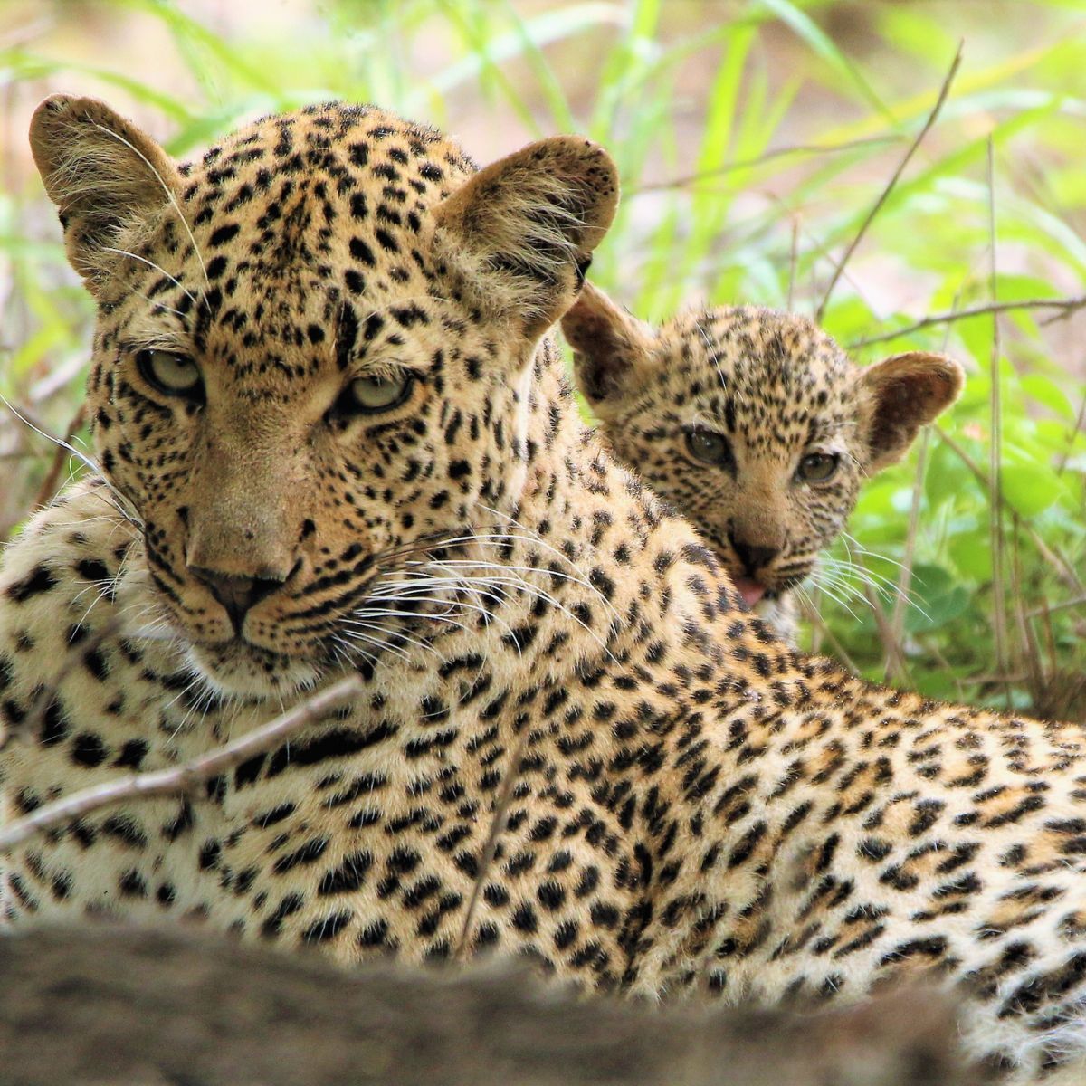 leopard with a cub