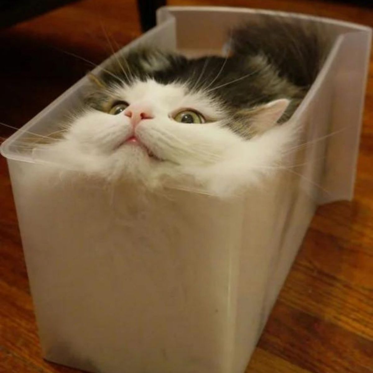 liquid cat