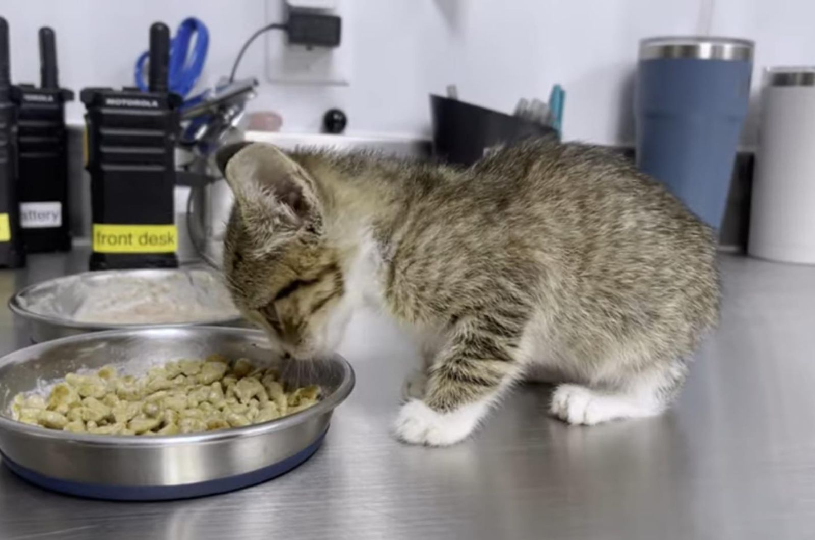 little cat eating food