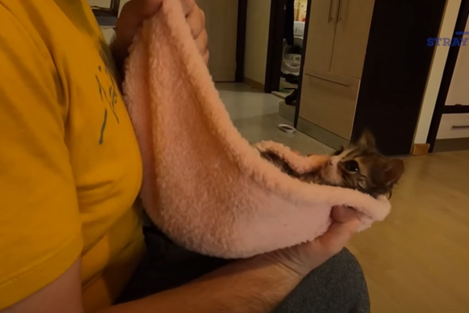little kitten in a blanket