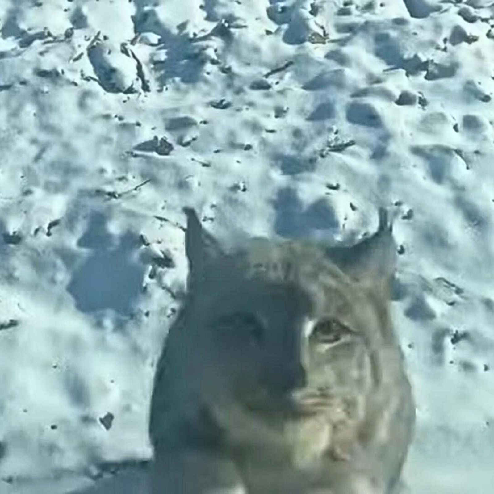 lynx leaping at driver's window