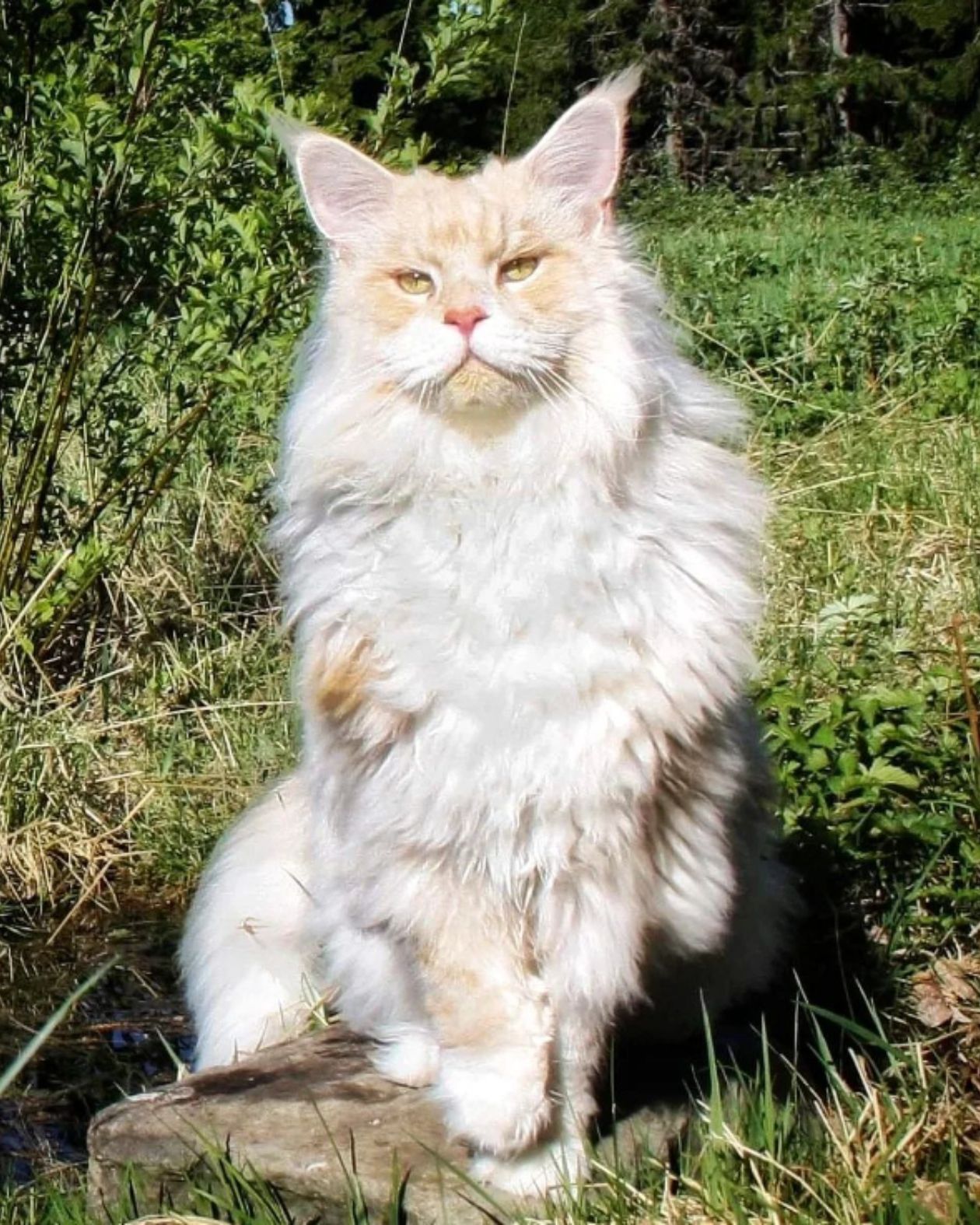 maine coon in grass
