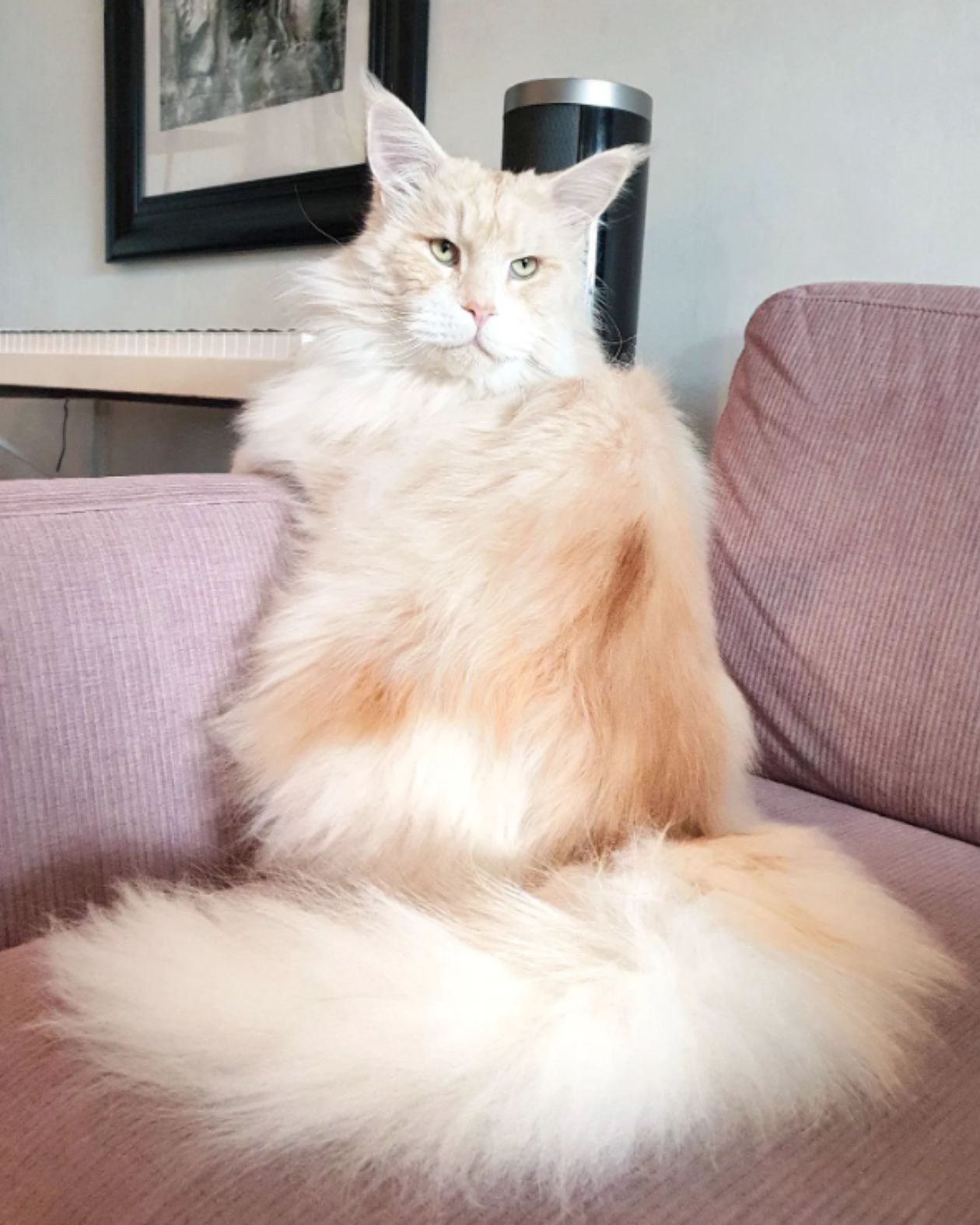 maine coon on pink couch