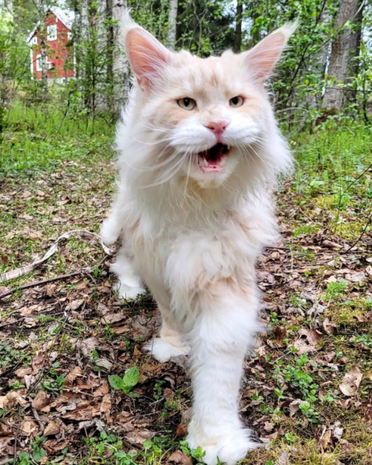 maine coon walking on grass