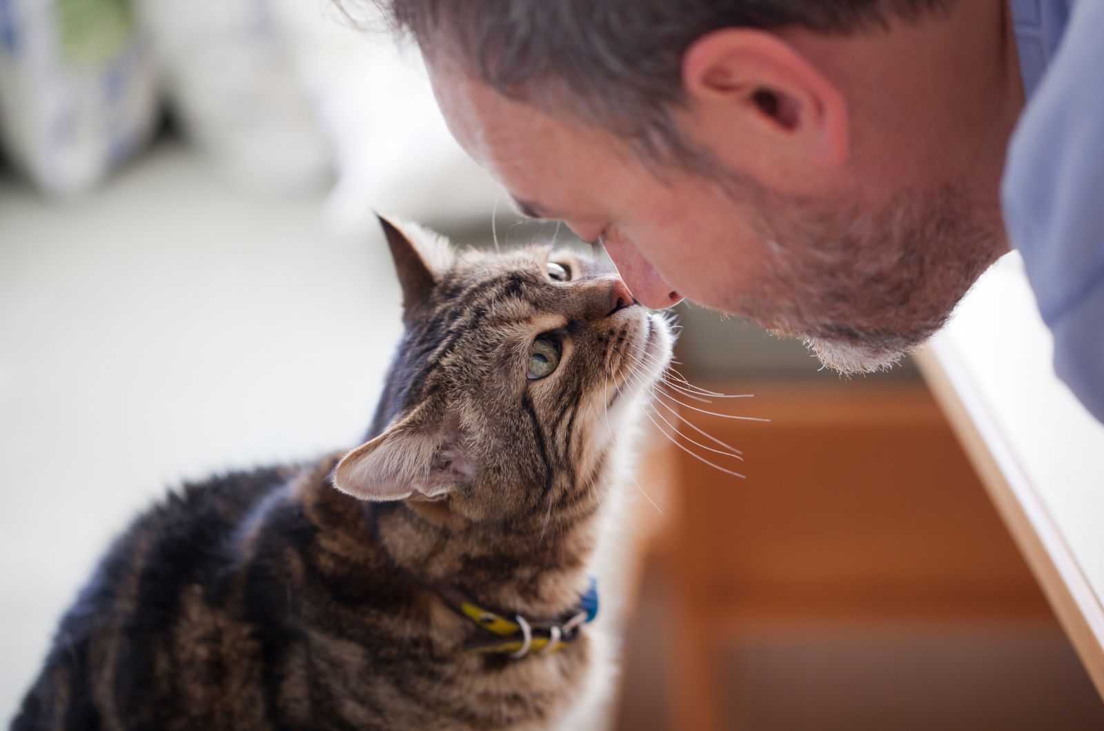 man and cat touching noses