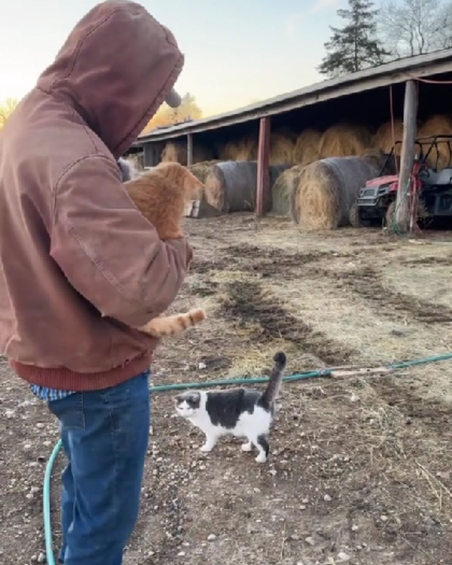 man at farm with cats
