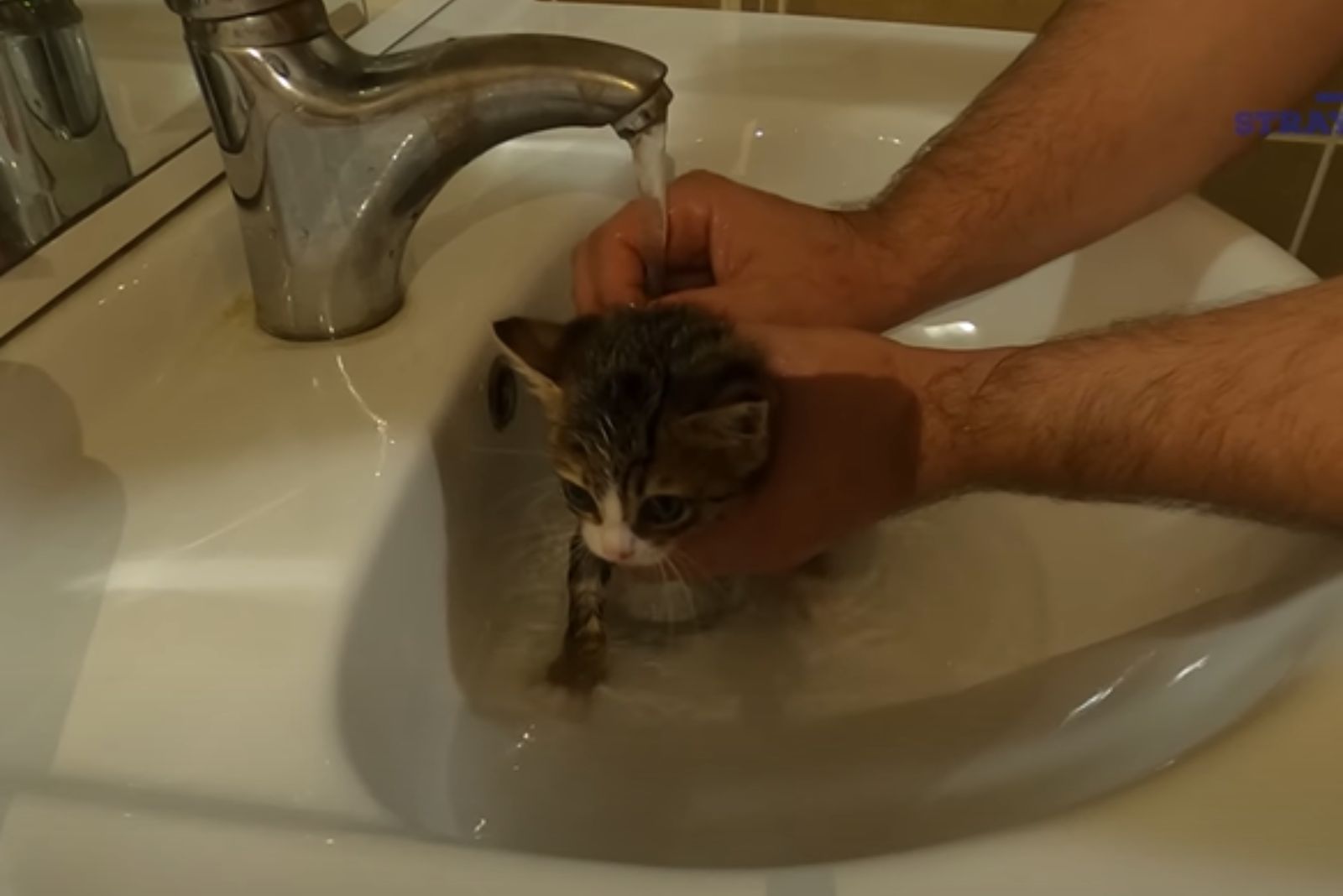 man washing kitten in a sink