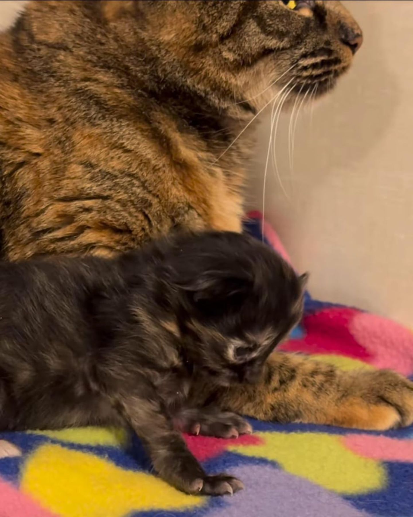 mother cat and black kitten