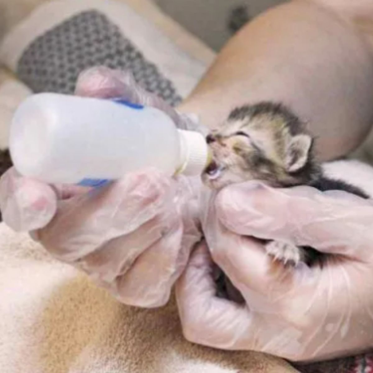newborn kitten eating