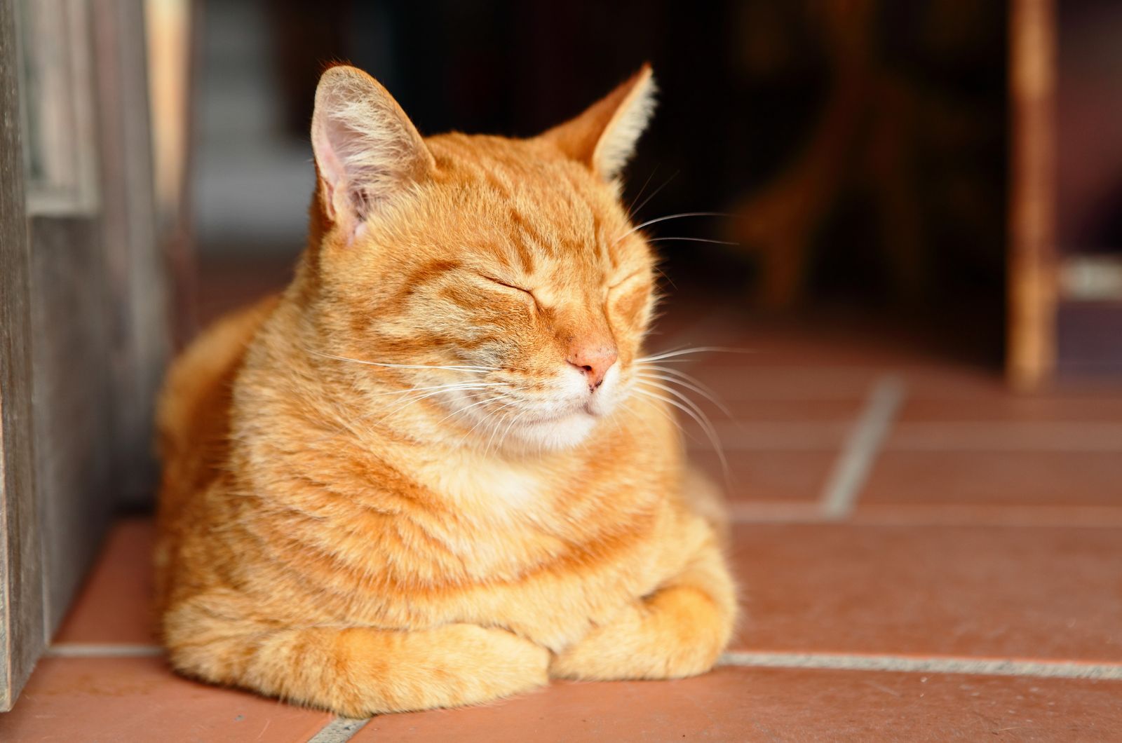 orange cat with closed eyes