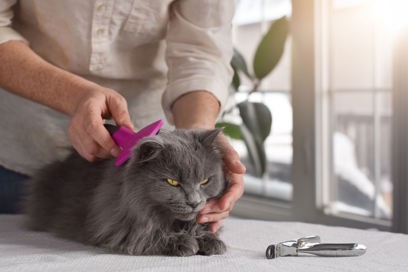 owner grooming a cat