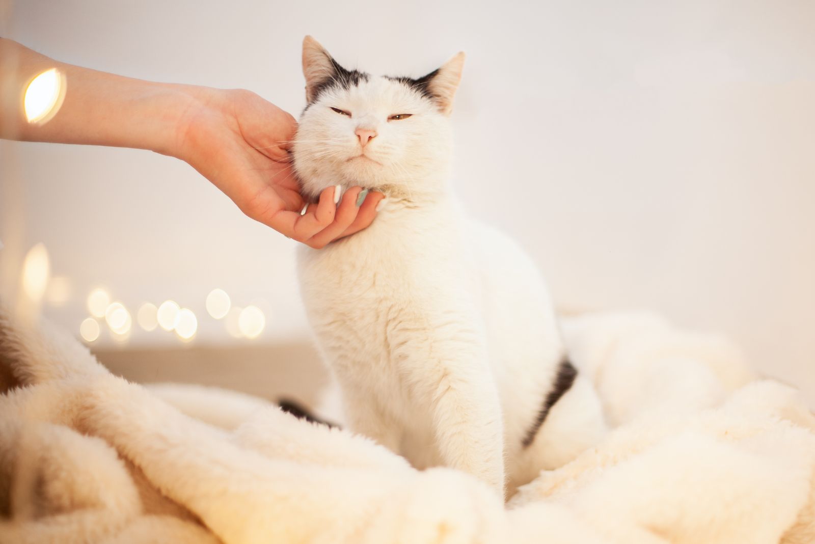 owner scratching cats chin