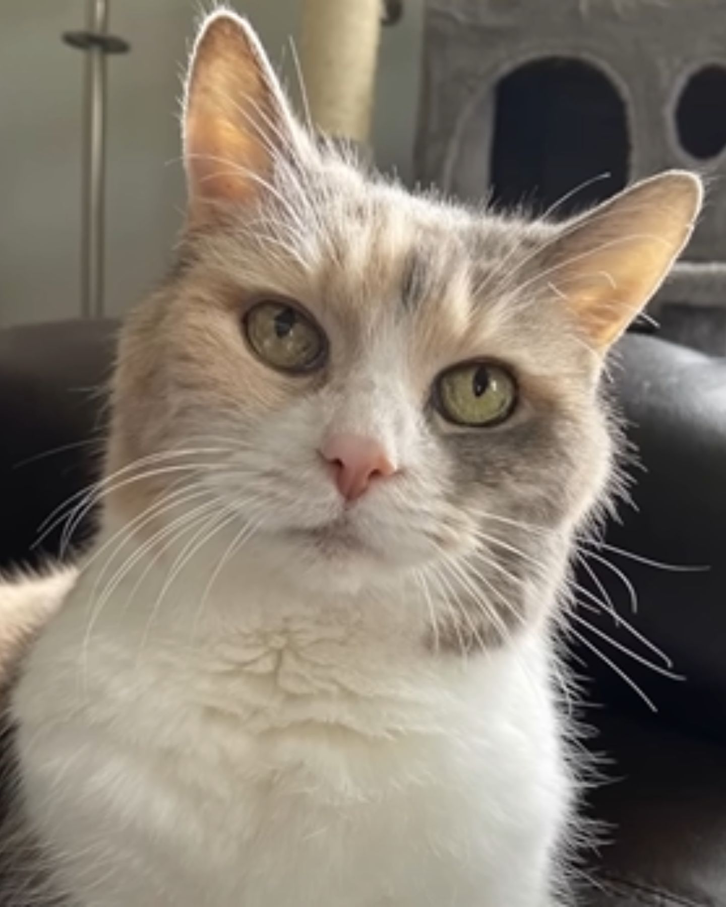 photo of a grumpy calico cat