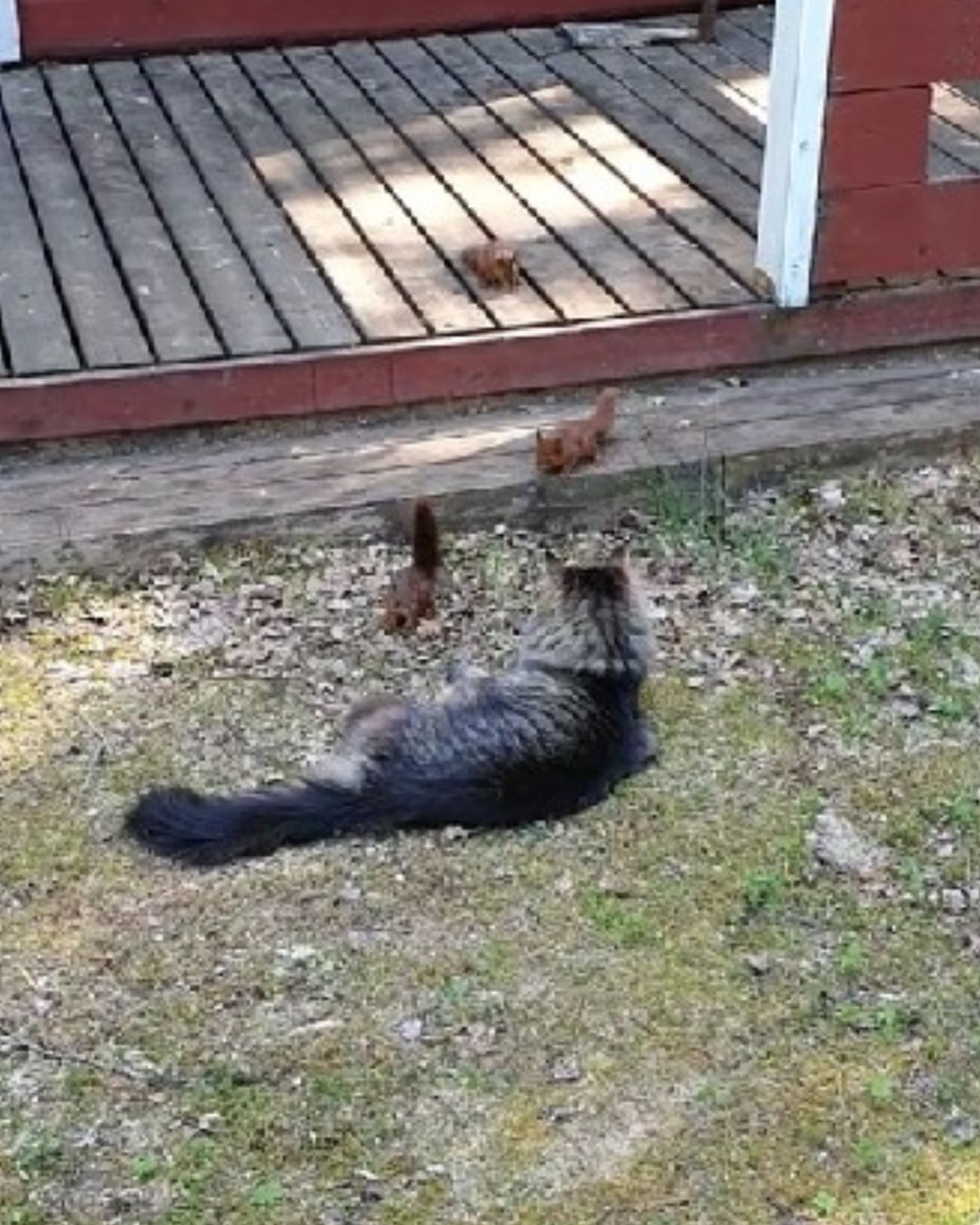 photo of cat and squirrels