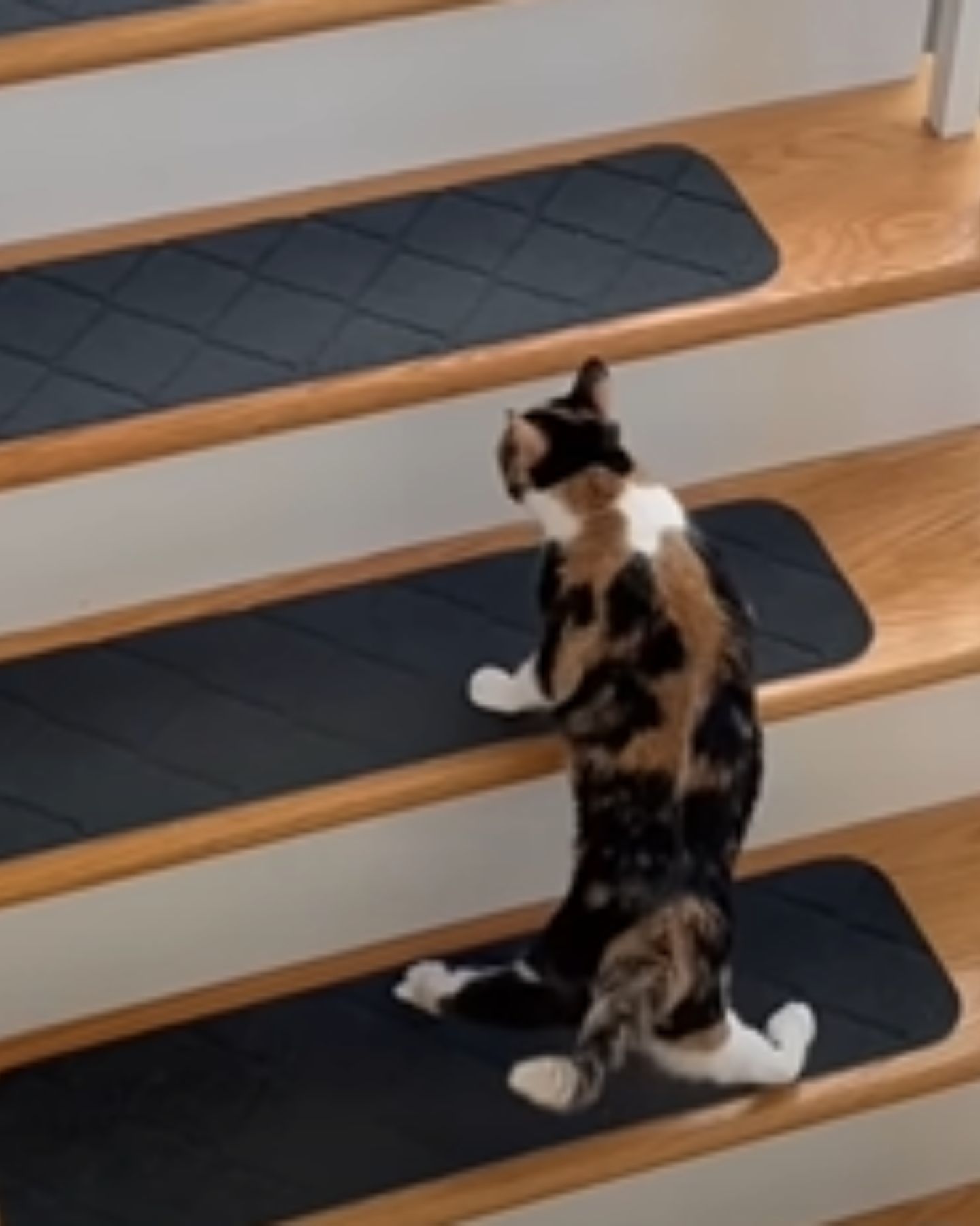 photo of cat climbing the stairs