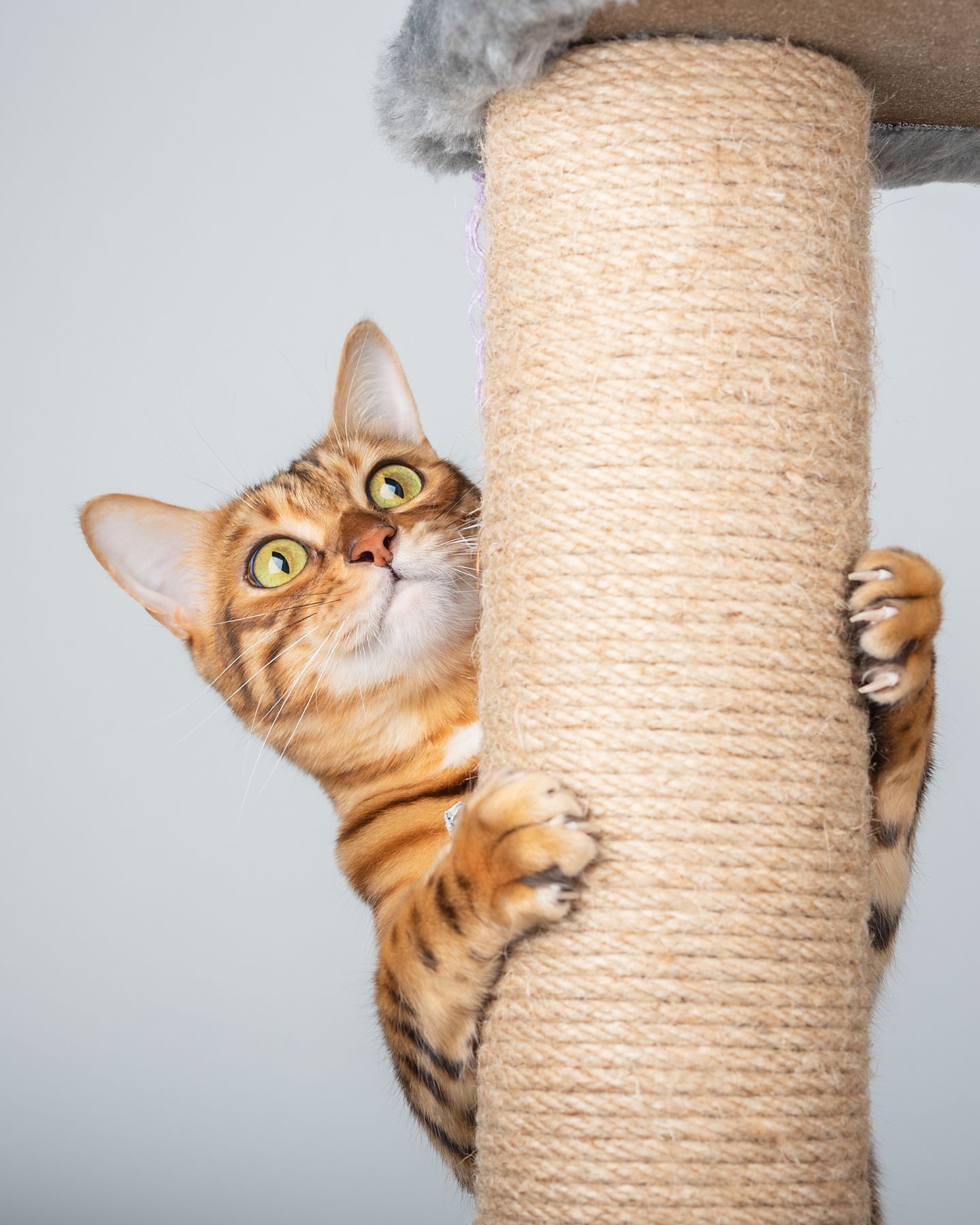 photo of cat climbing
