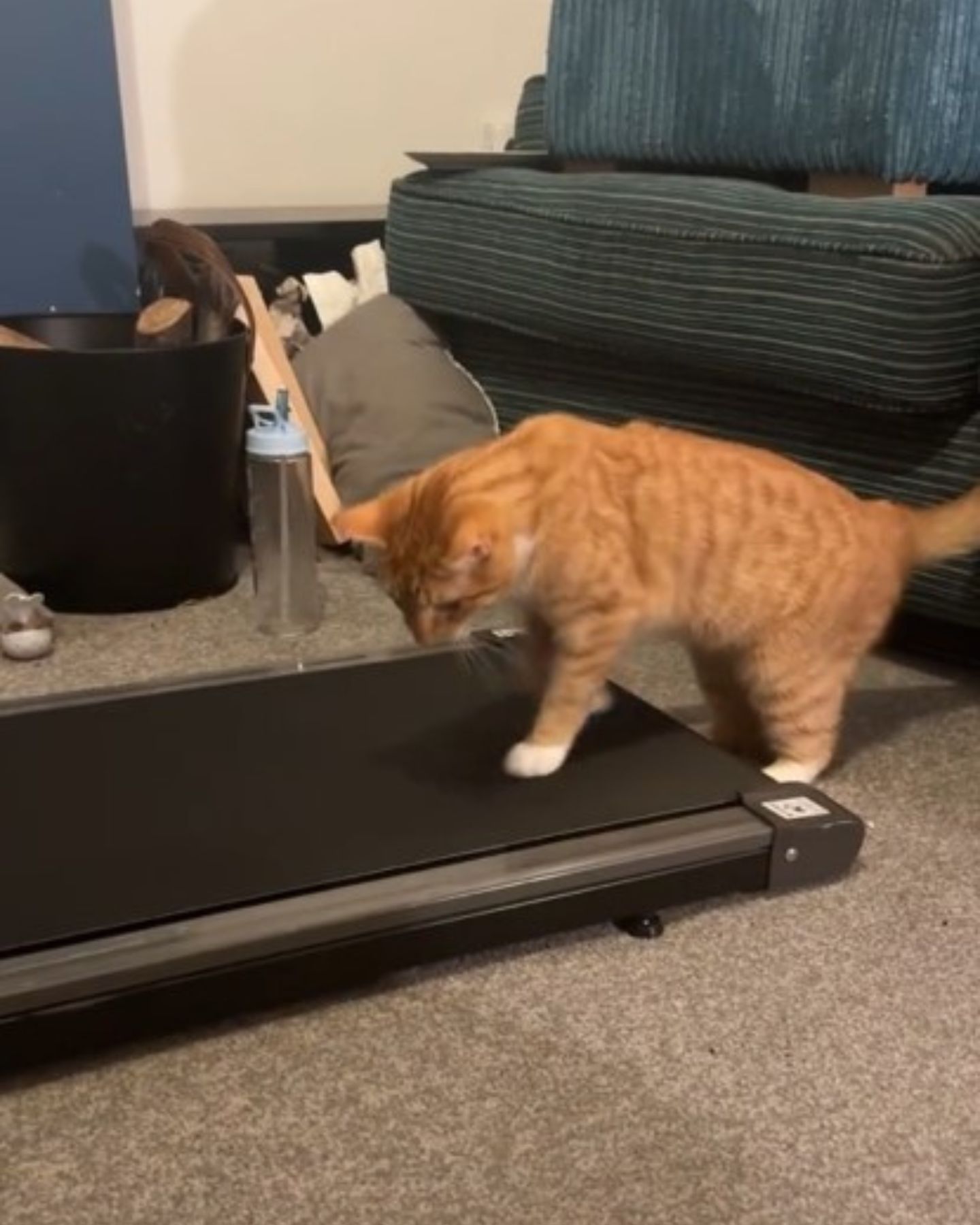 photo of cat getting on a treadmill