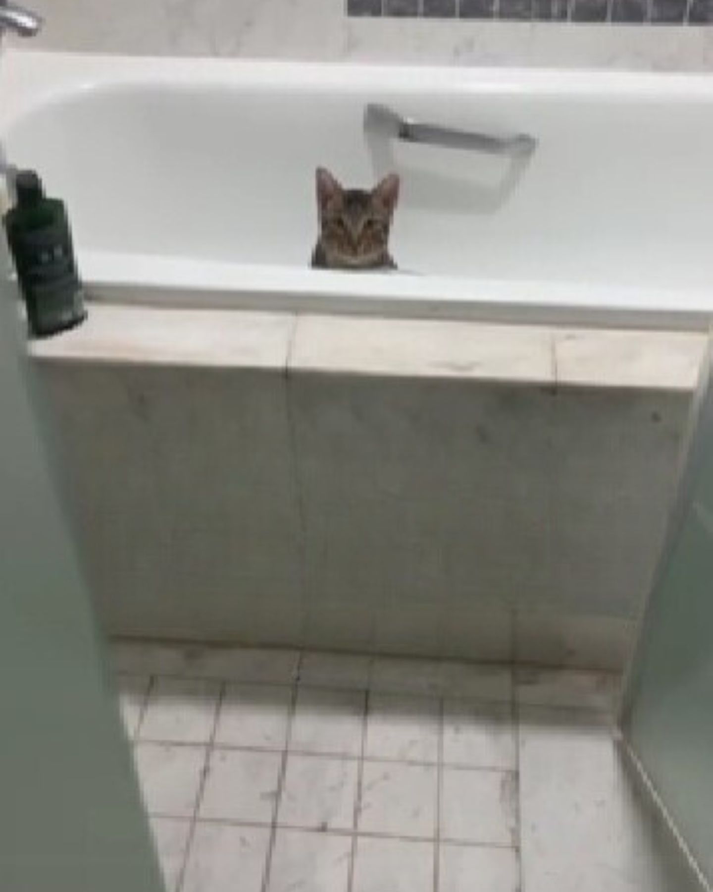 photo of cat in a bathtub