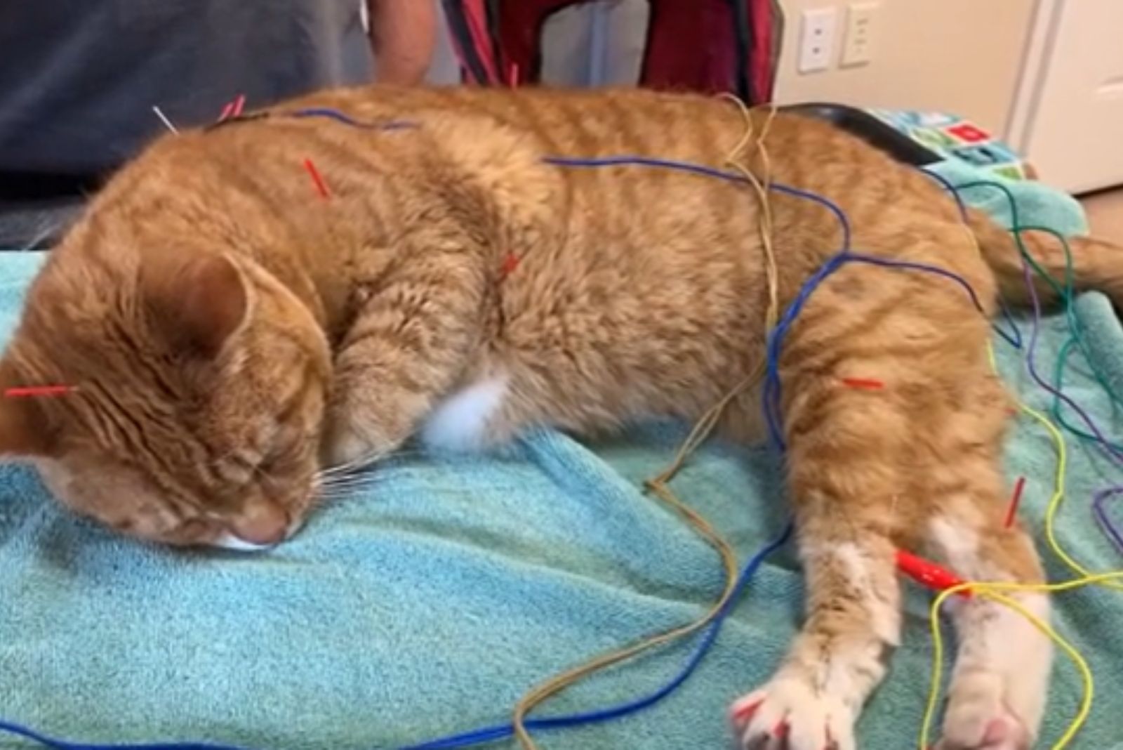 photo of cat lying connected to wires