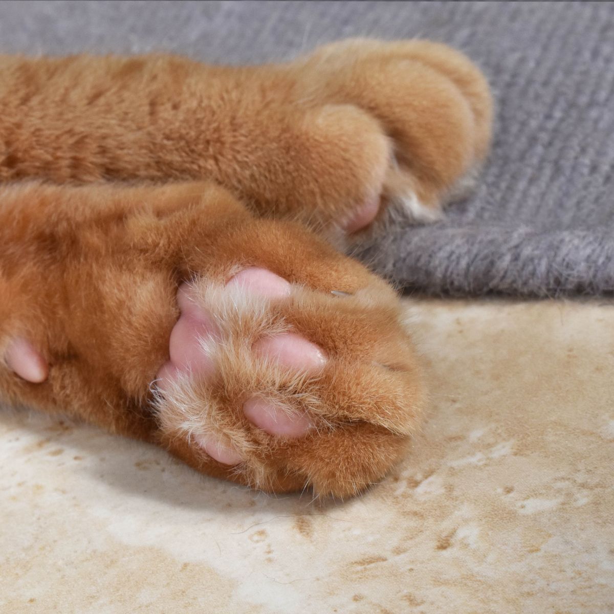 photo of cat paws