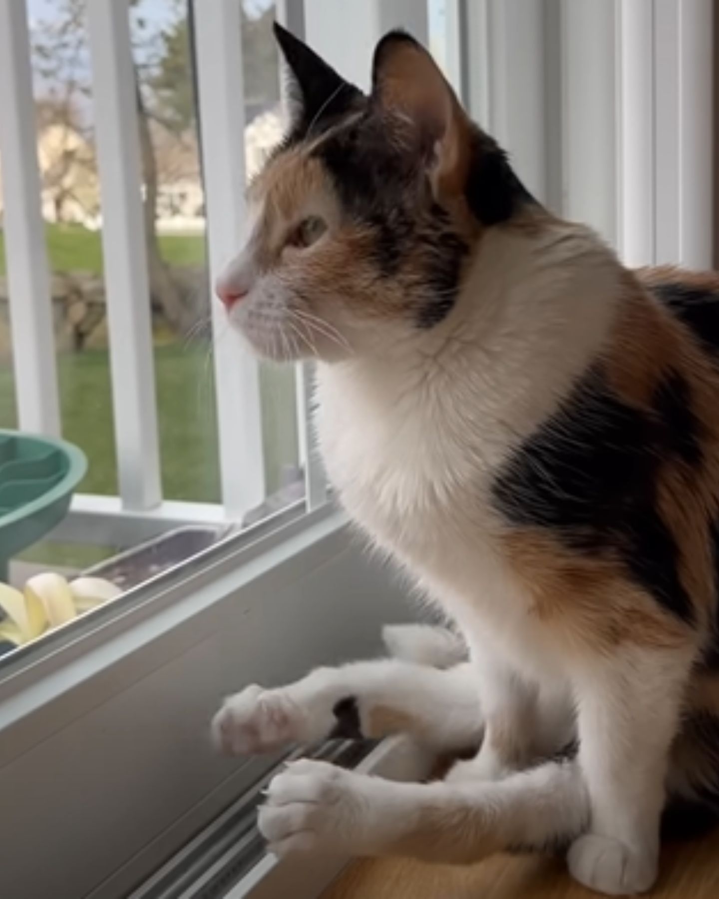 photo of cat sitting on window sill