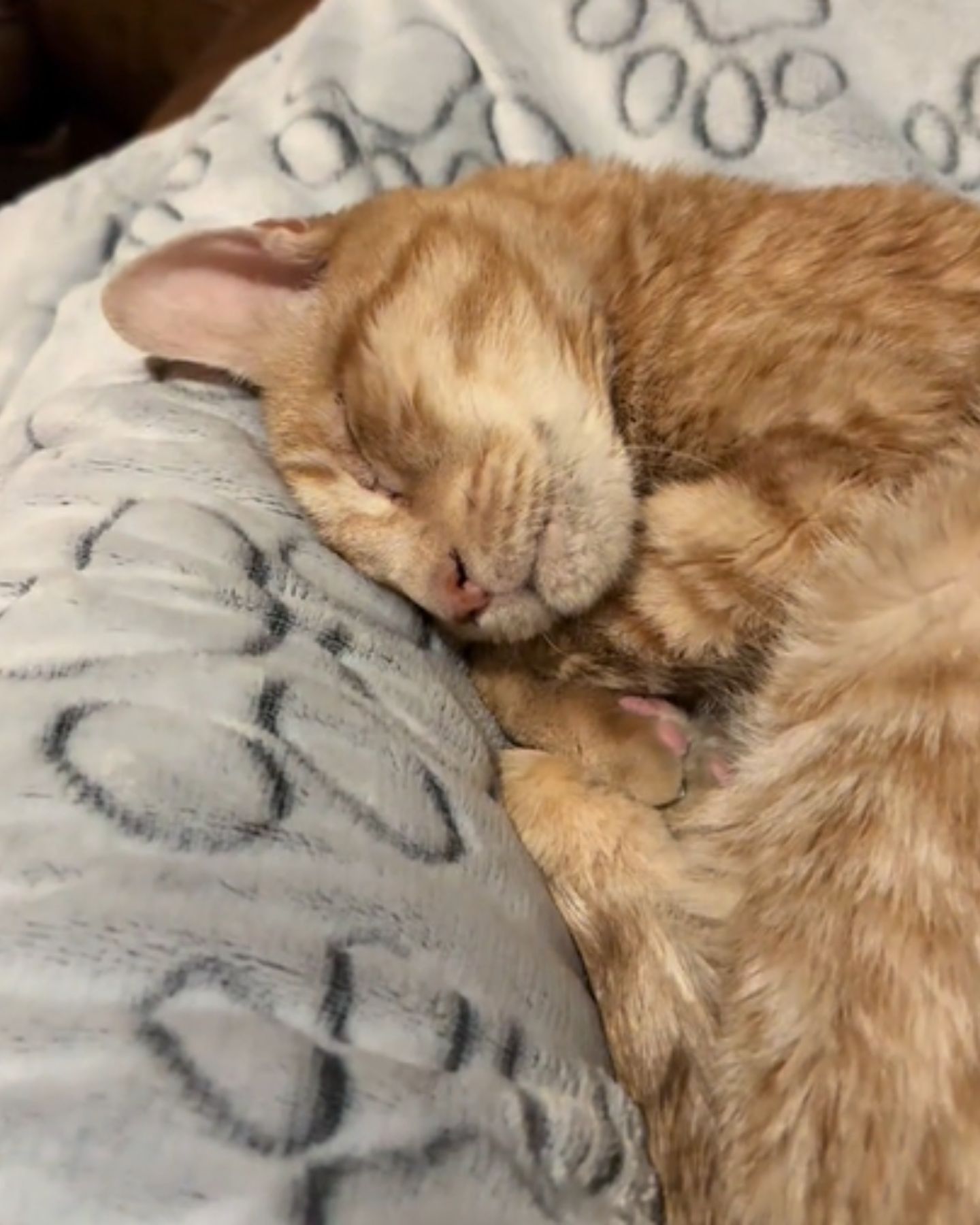 photo of cat sleeping