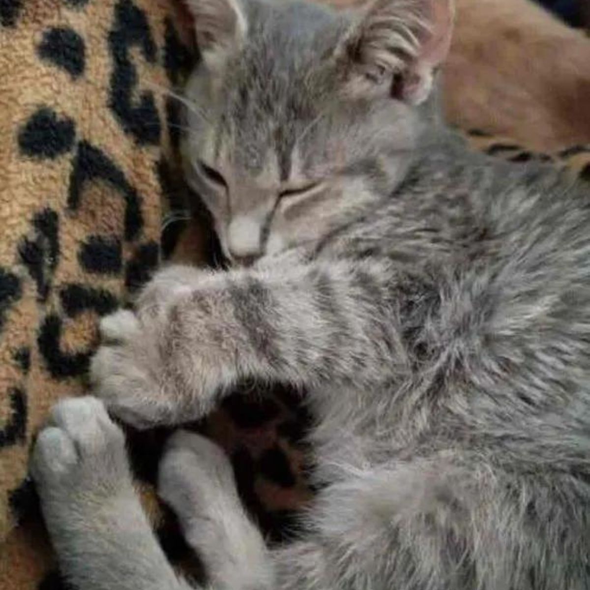 photo of kitten sleeping