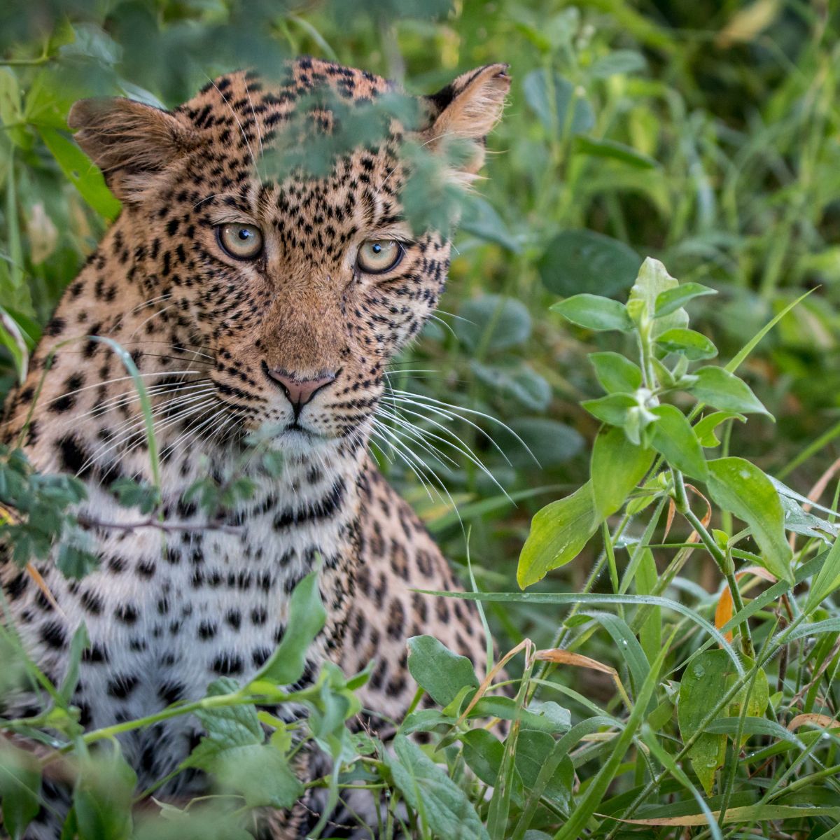 photo of leopard in the bush