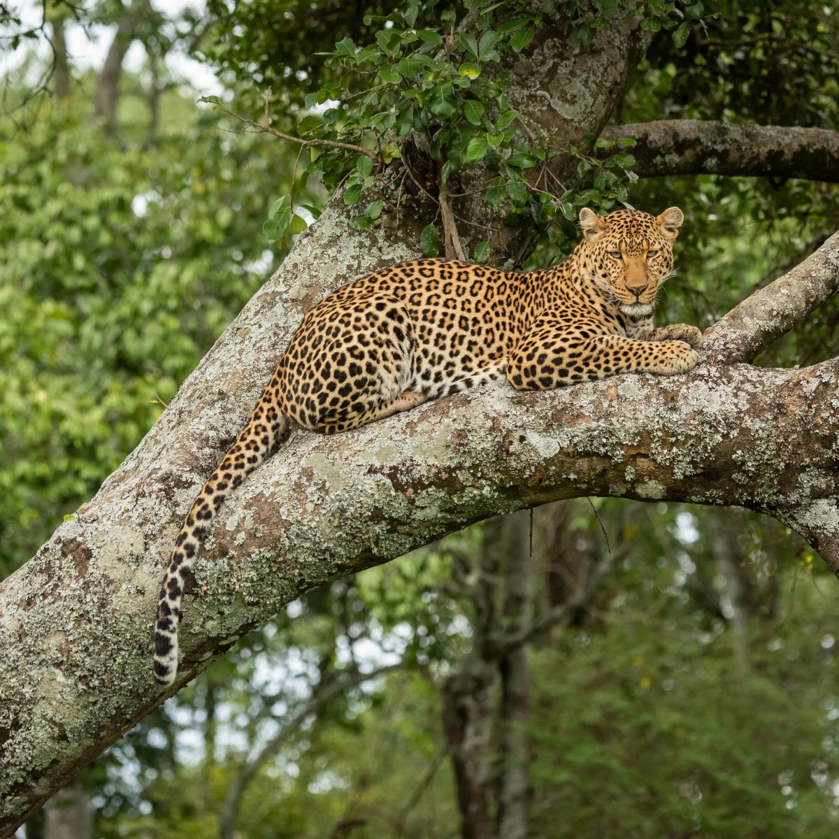 photo of leopard lying on tree branch