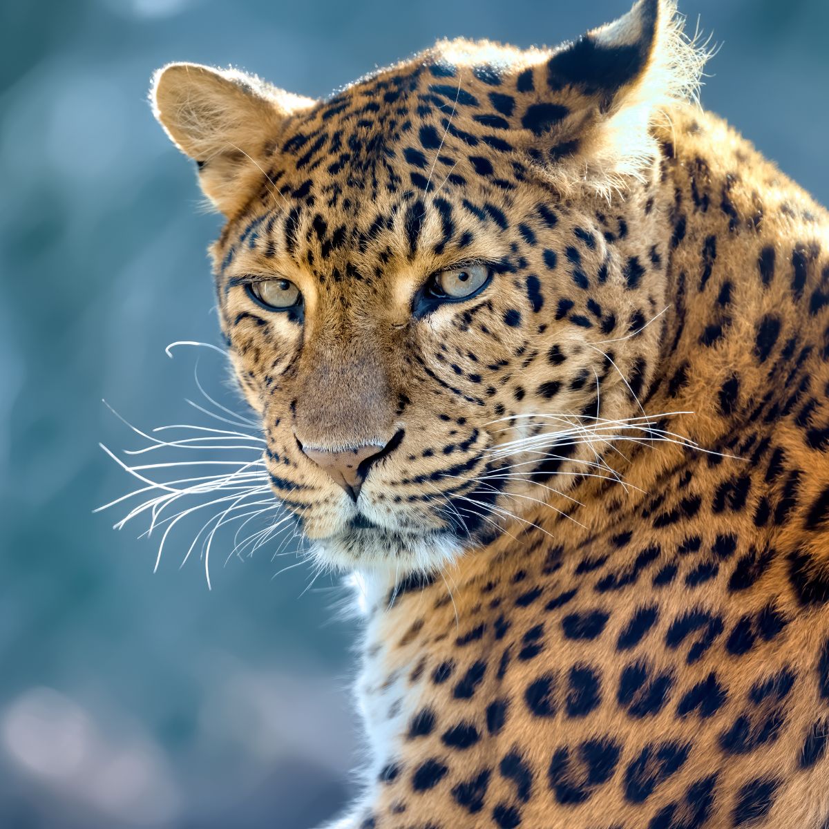 photo of leopard