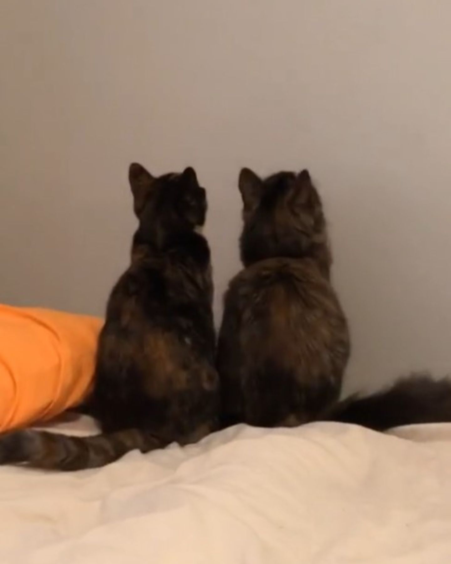 photo of two cats looking at the wall