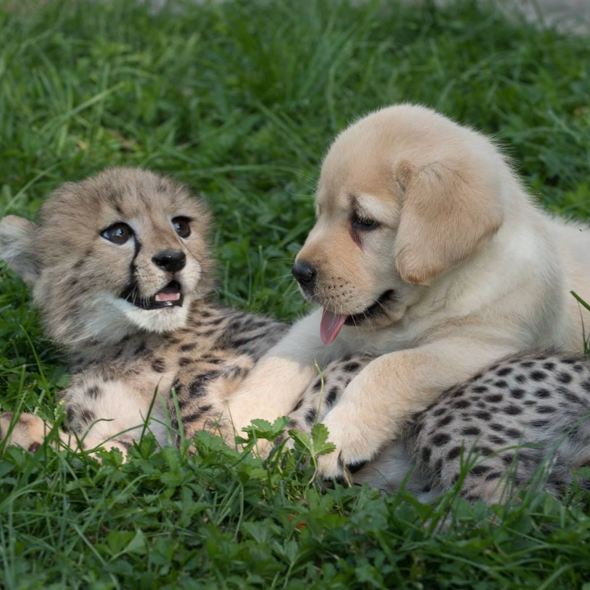 puppy and baby cheetah playing