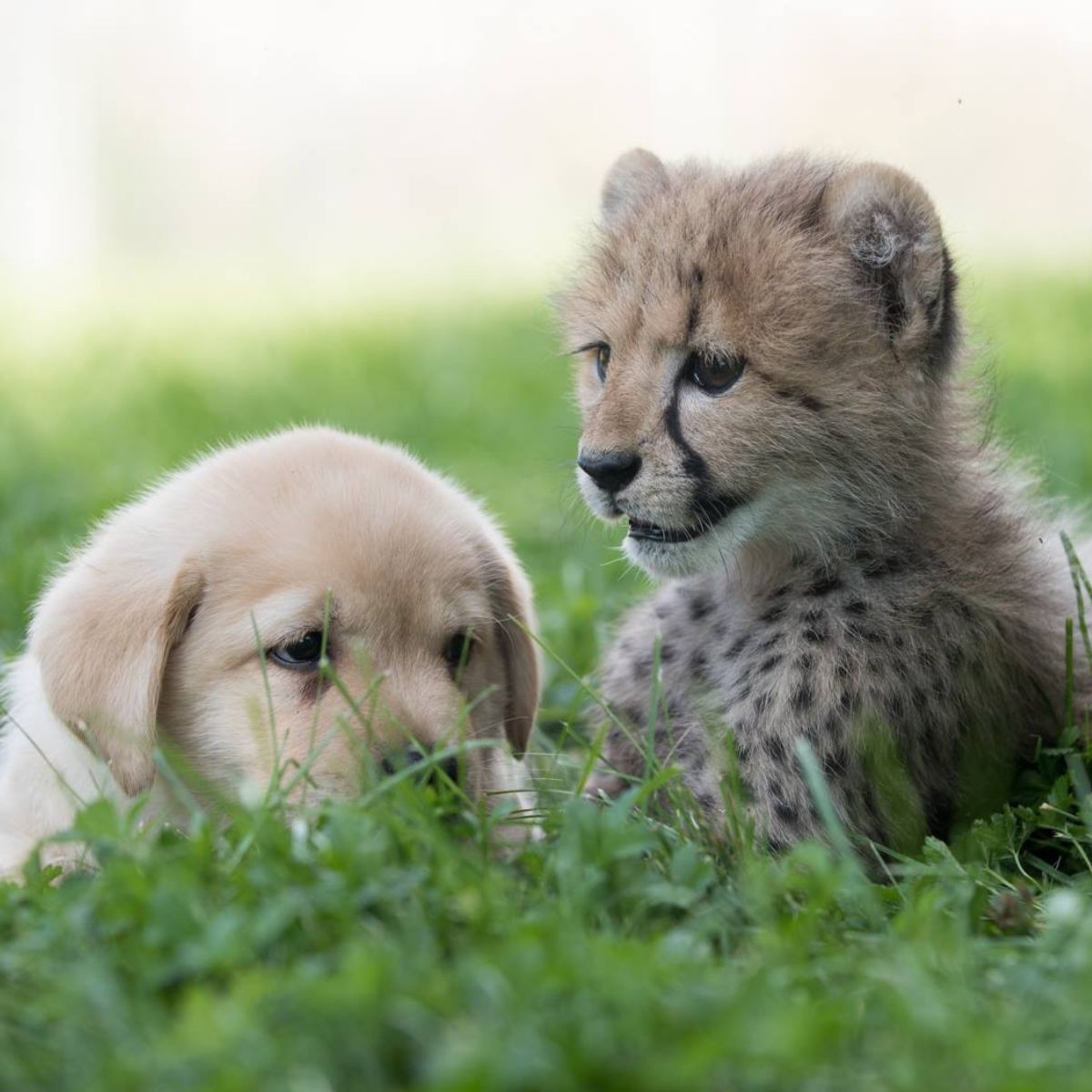 puppy and baby cheetah