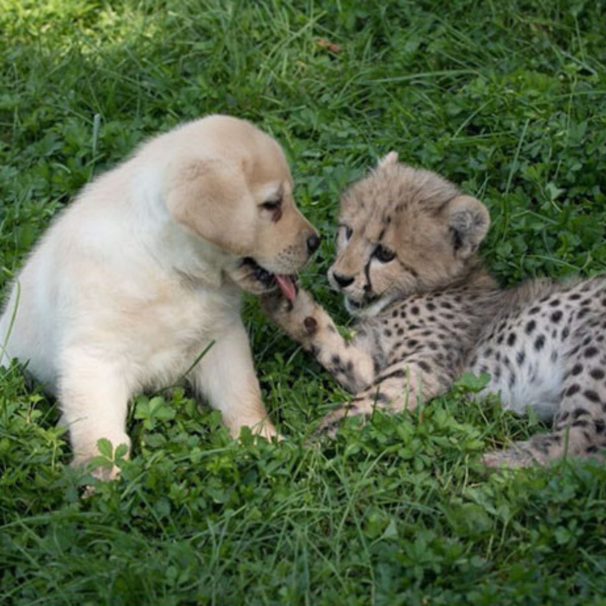 puppy and cheetah