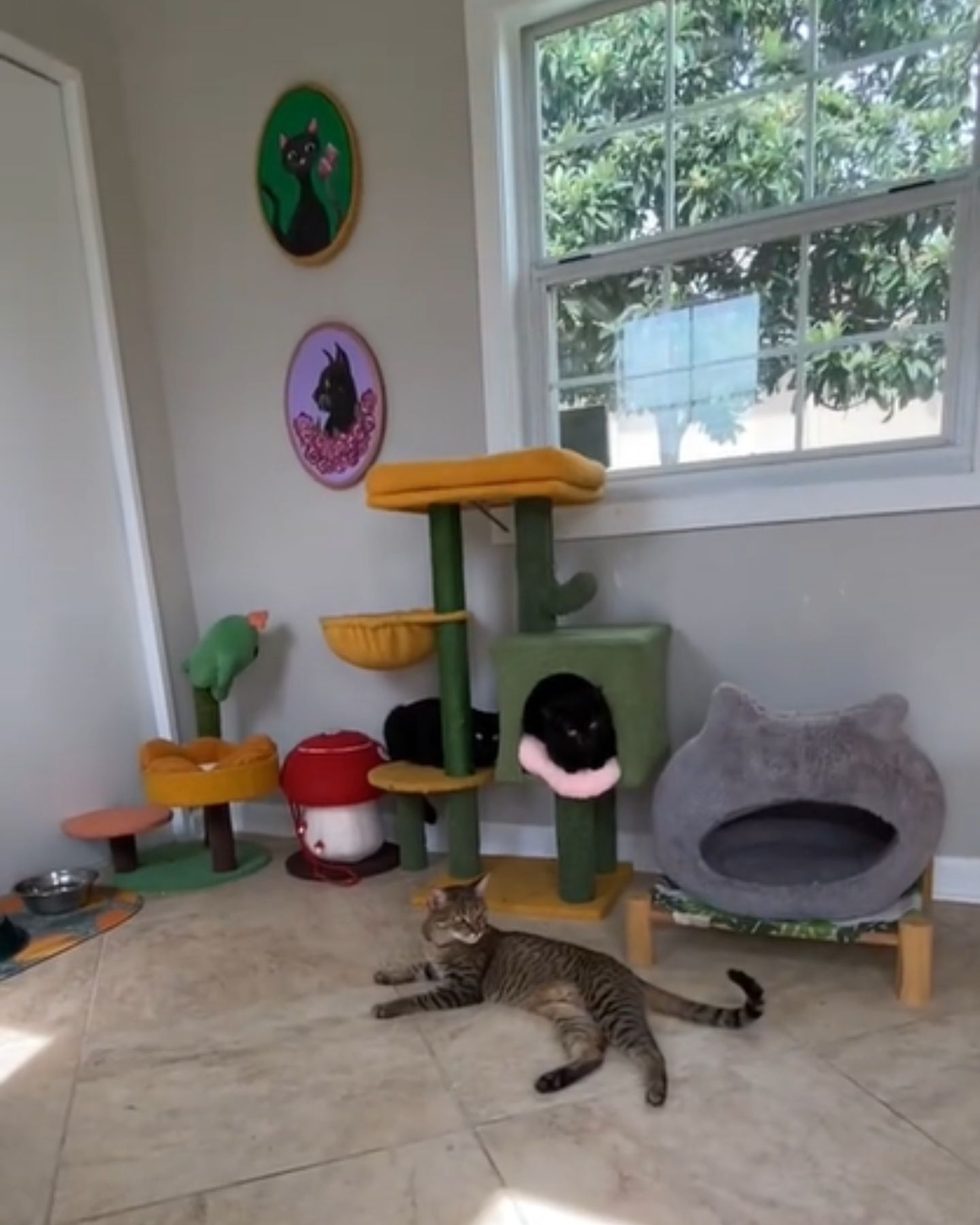 rescue cats lying on catio