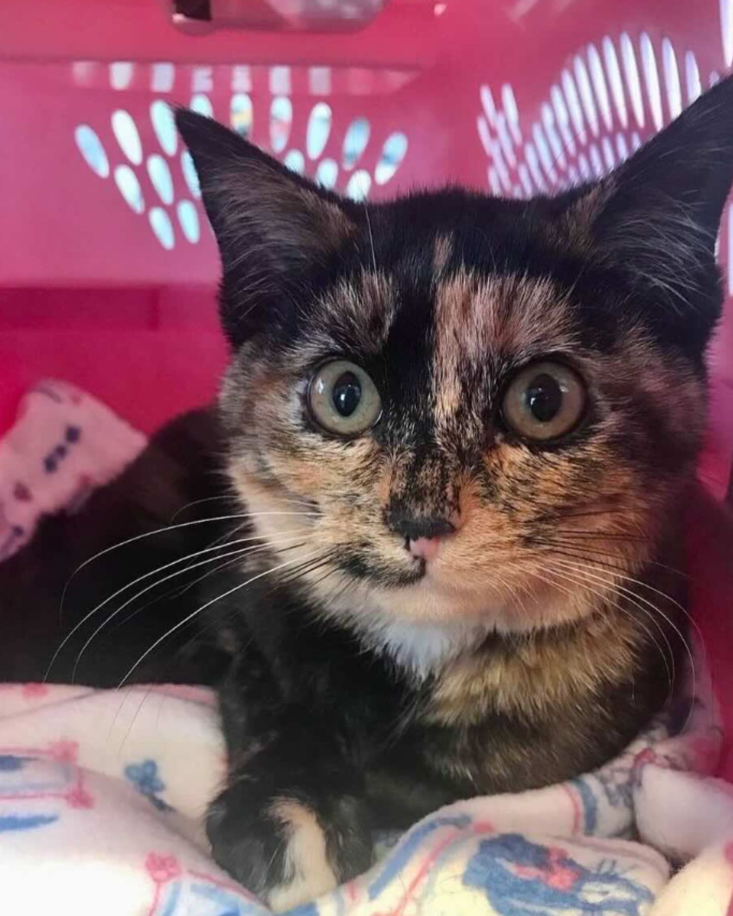 rescued cat in her box