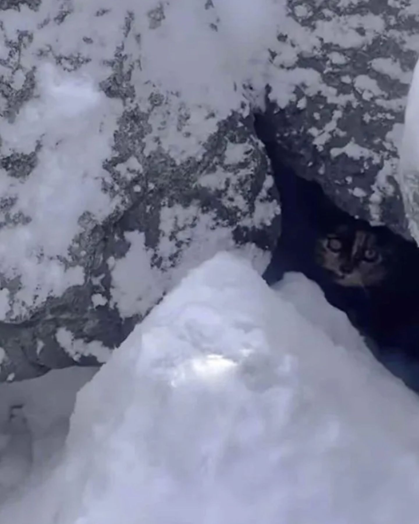 scared cat between snowy rocks