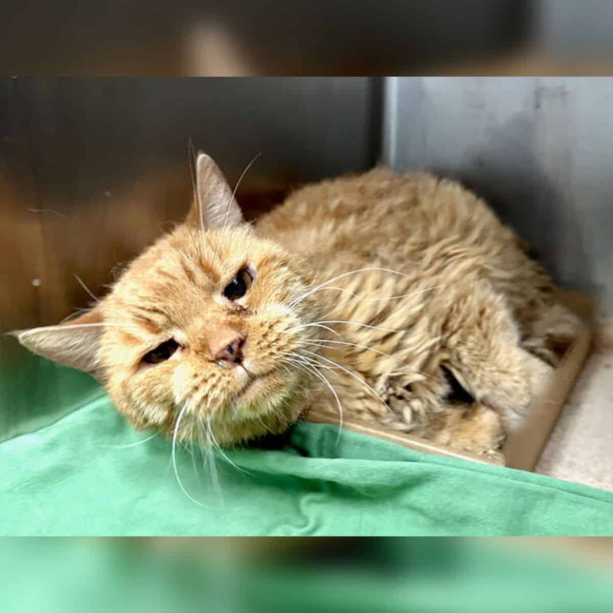 senior cat in the shelter