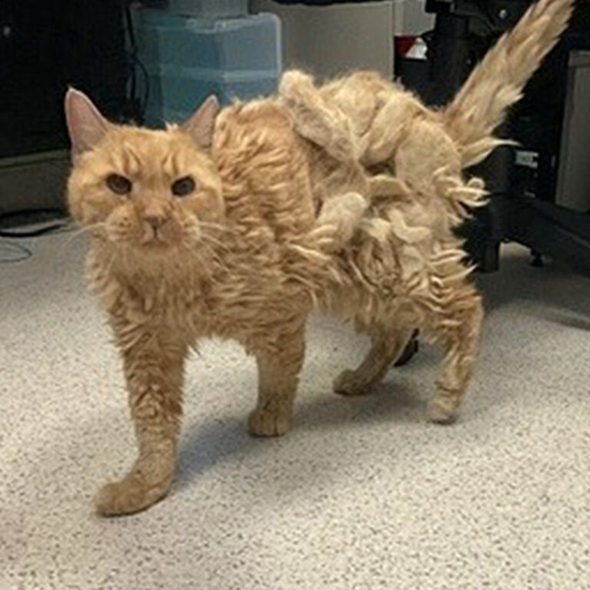 senior cat with matted fur