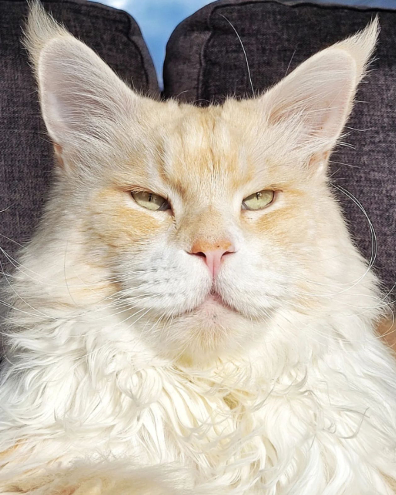serious face of a maine coon cat