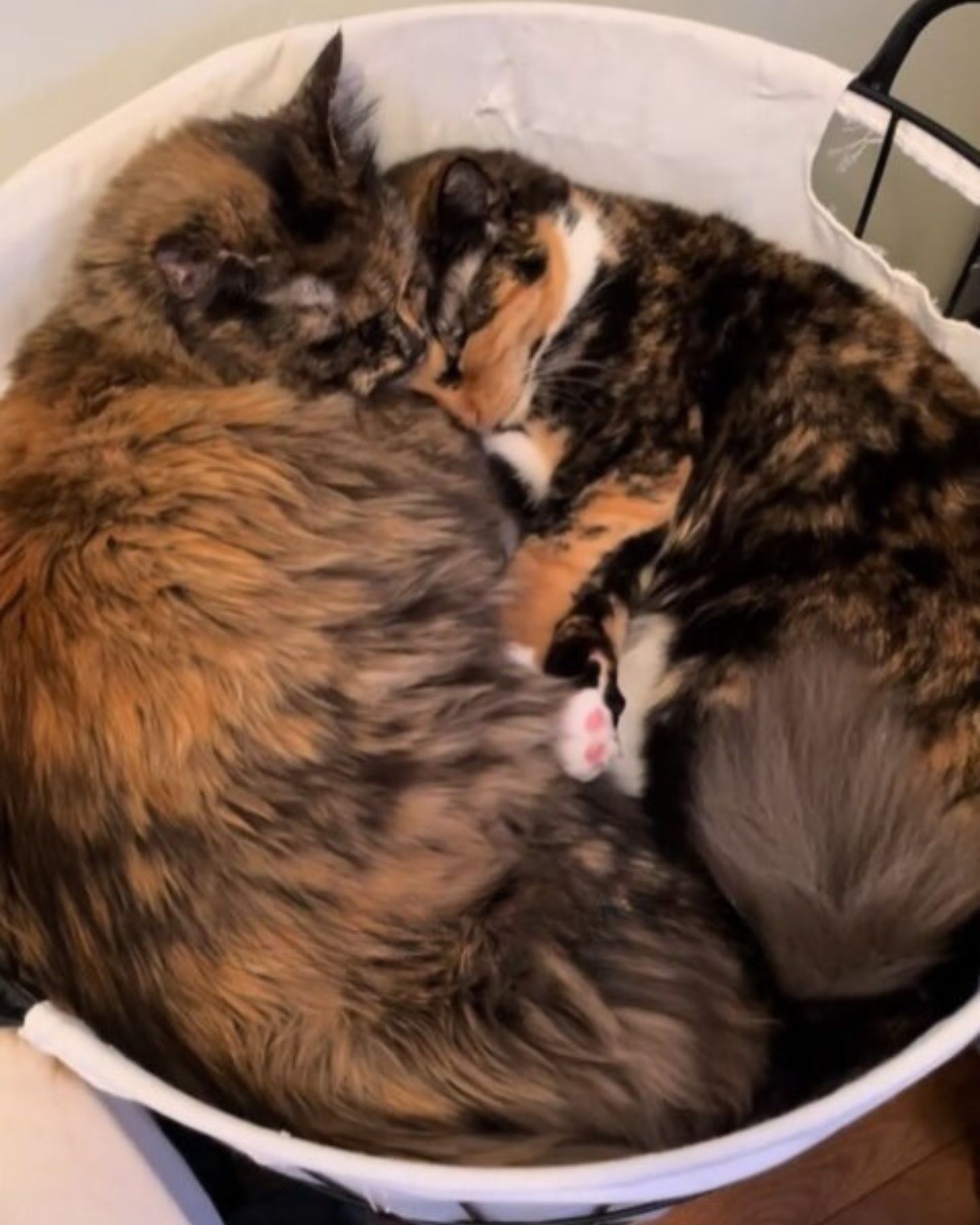 sister cats lying in a basket