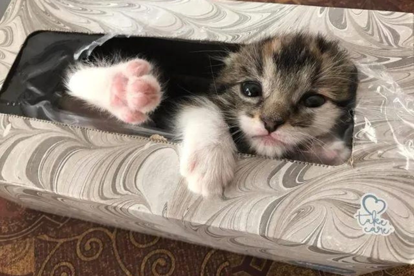 small kitten in tissue box