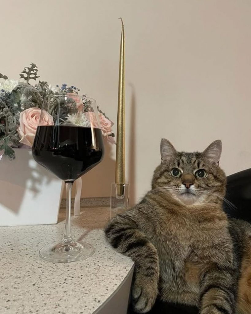 tabby cat with a glass of wine