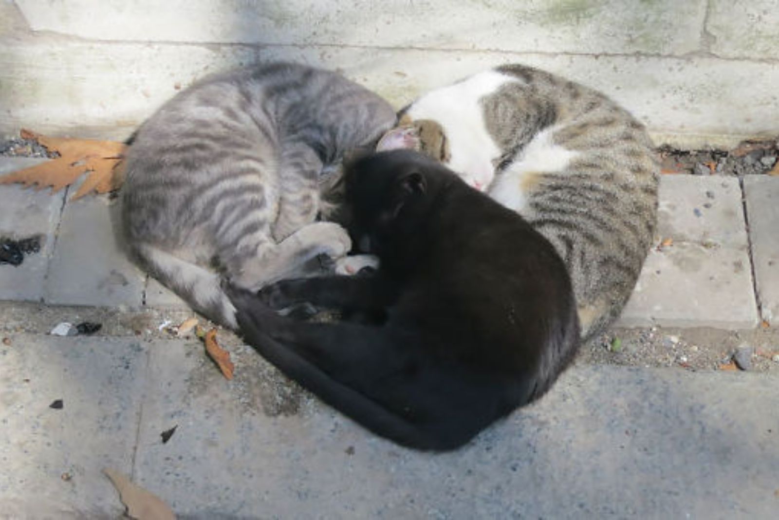three cats cuddling in a shape of heart