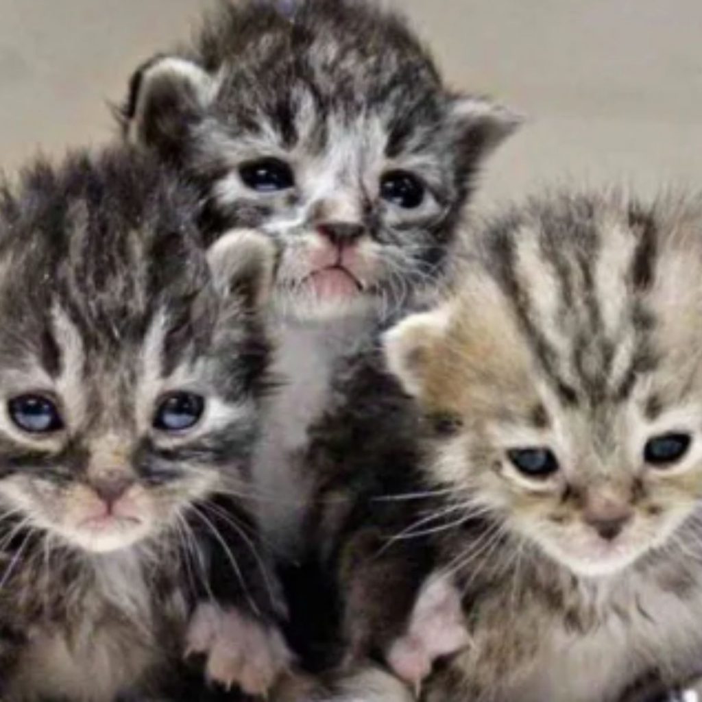 three cute newborn kittens