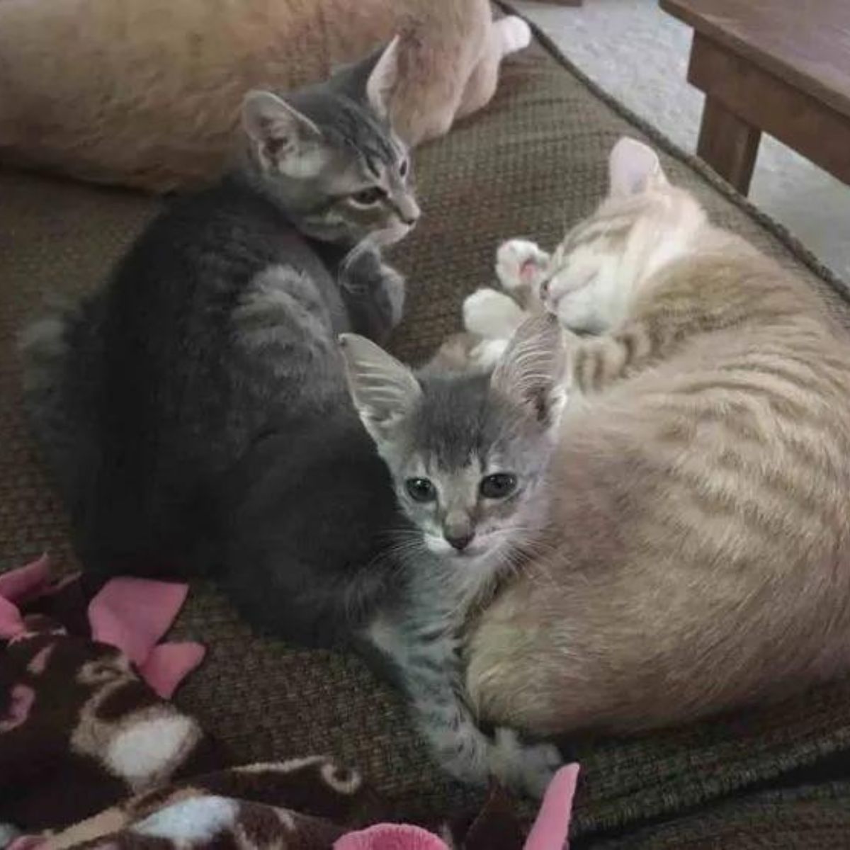 three kittens on a couch