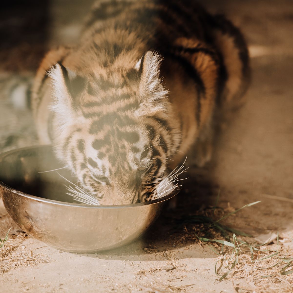 tiger cub drinking water
